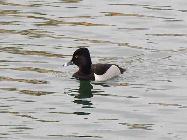 Ring-necked Duck - ML429895351