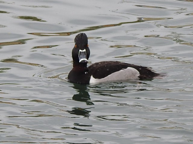 Ring-necked Duck - ML429895431