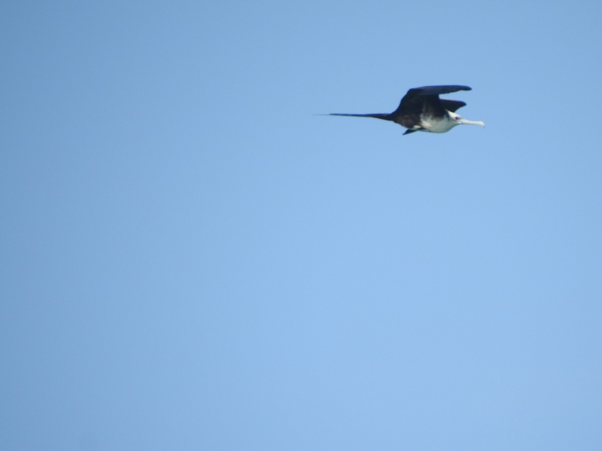 Magnificent Frigatebird - ML429895731