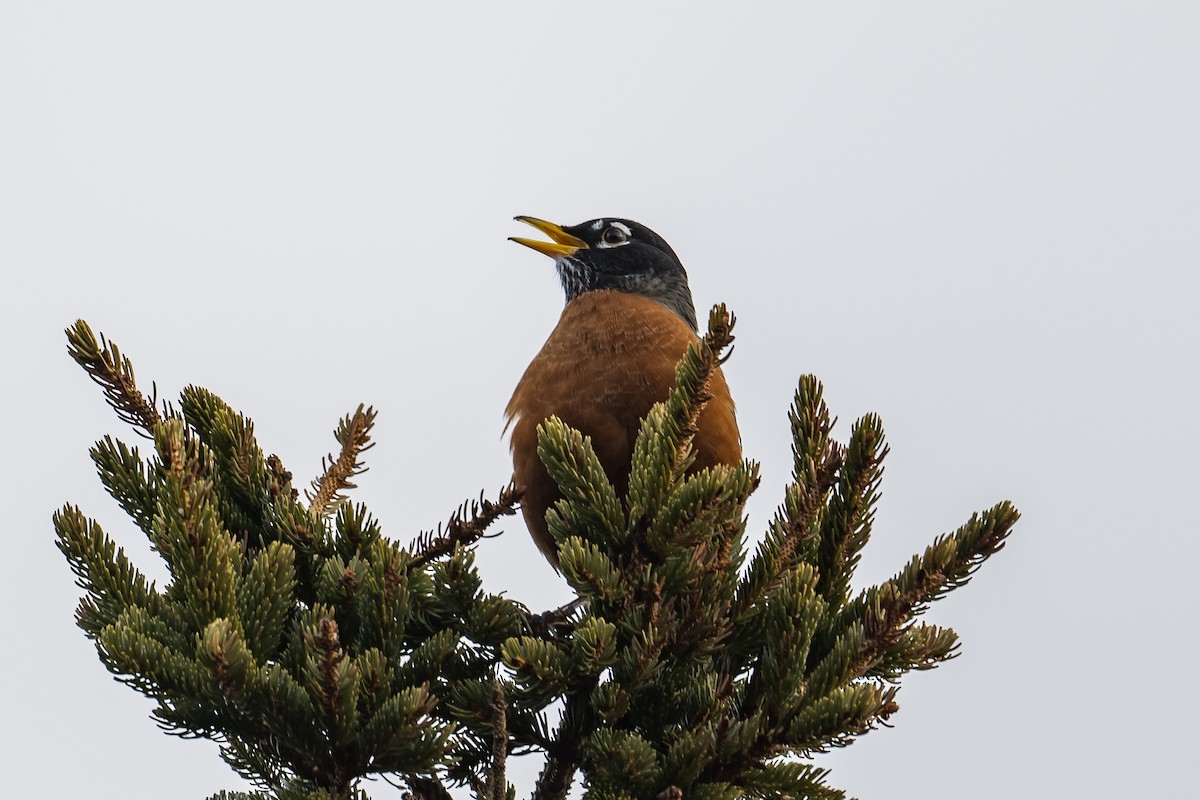 American Robin - ML429896261