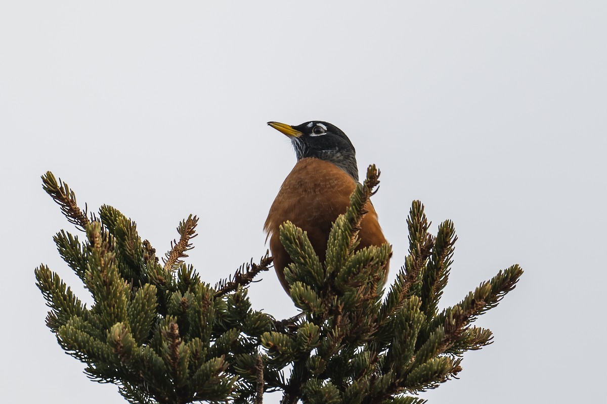 American Robin - ML429896301