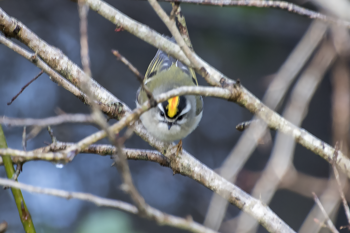 Golden-crowned Kinglet - ML42989731