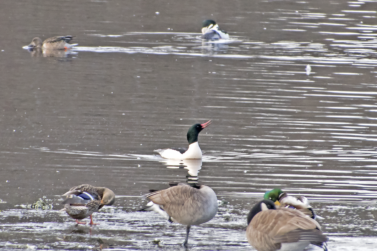 Common Merganser - ML42989801