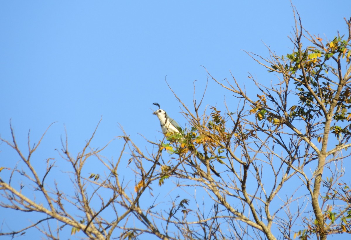 White-throated Magpie-Jay - Ben Sampson