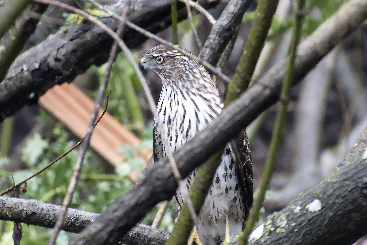 Cooper's Hawk - ML42989881