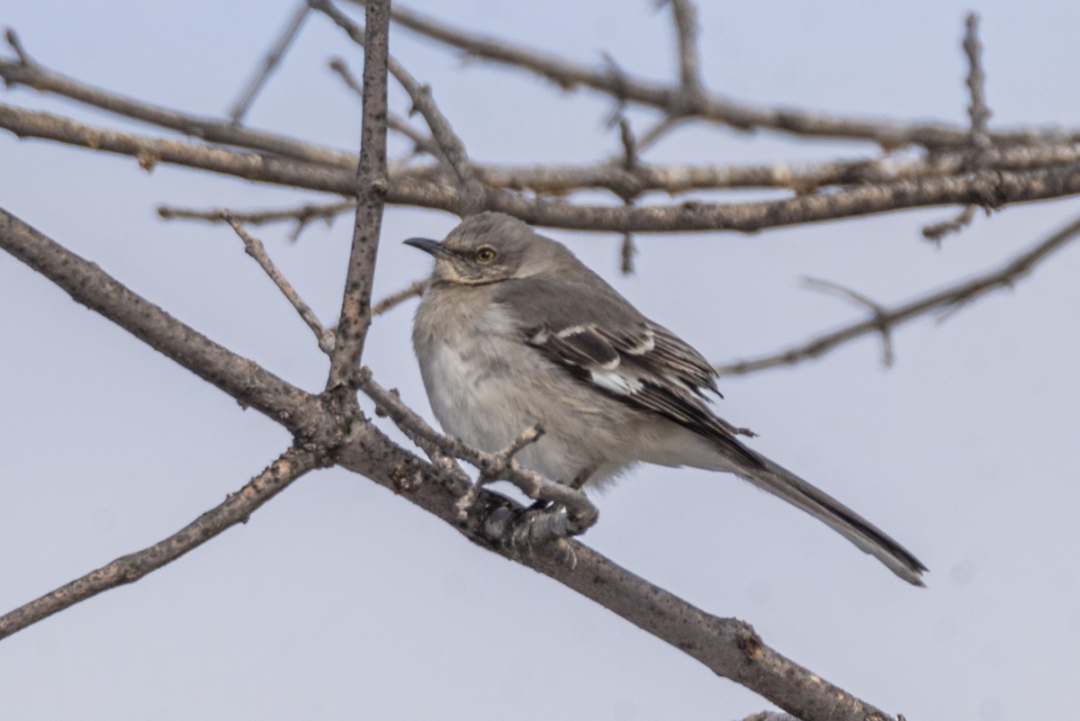 Northern Mockingbird - ML429898811