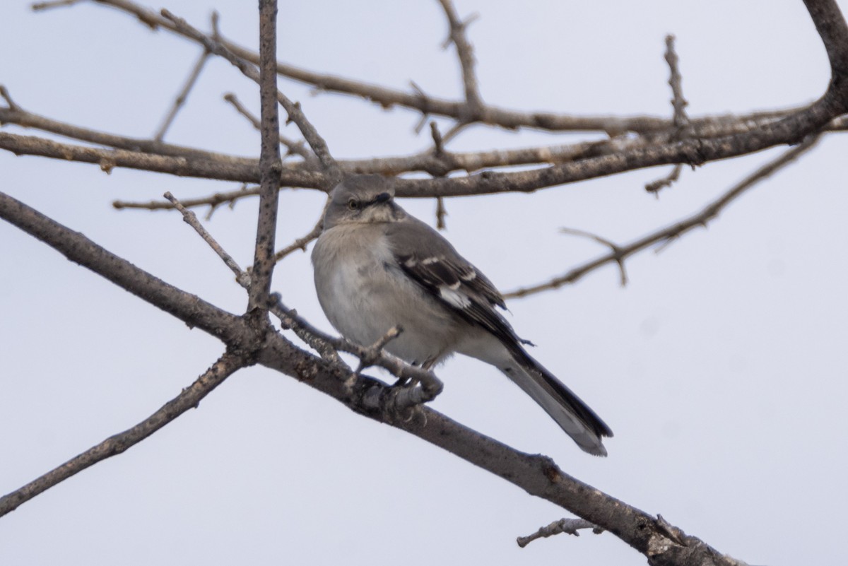 Northern Mockingbird - ML429898821