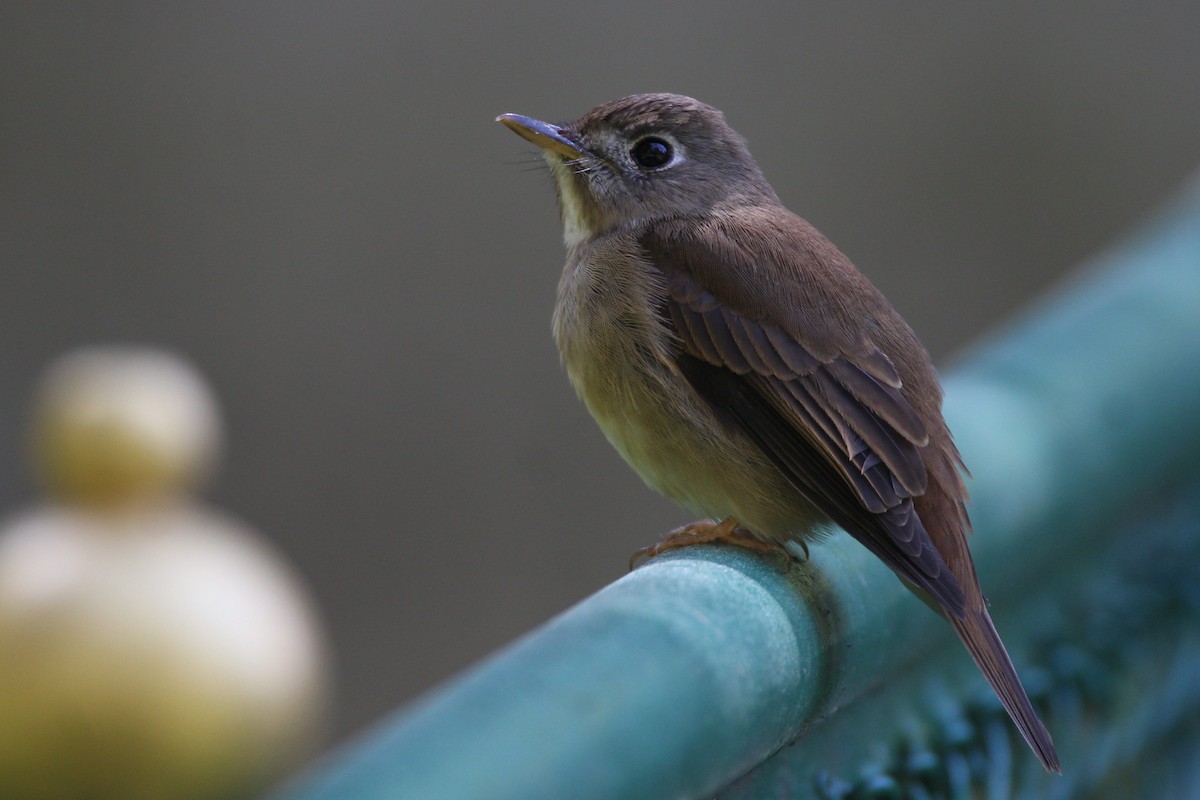 Brown-breasted Flycatcher - ML42989941