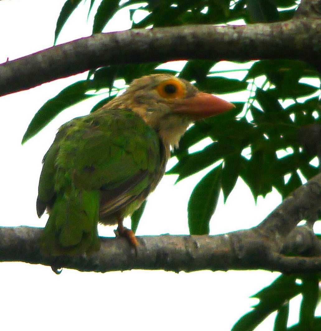 Lineated Barbet - ML429899831
