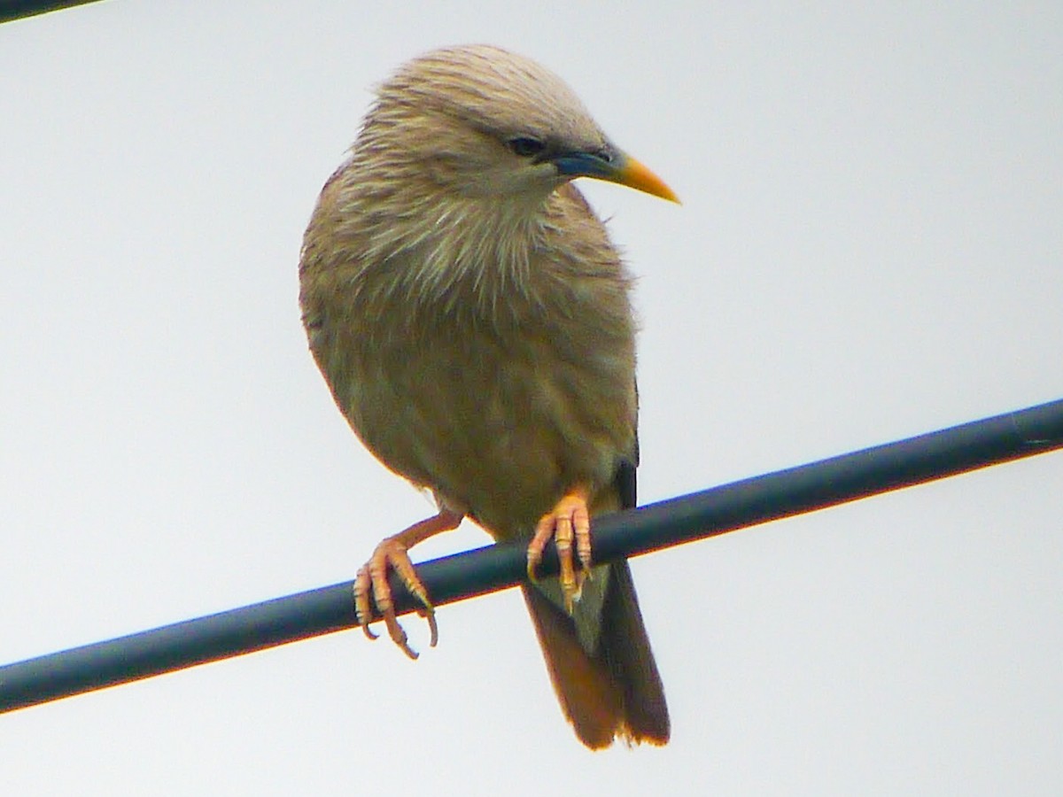 Chestnut-tailed Starling - ML429899961