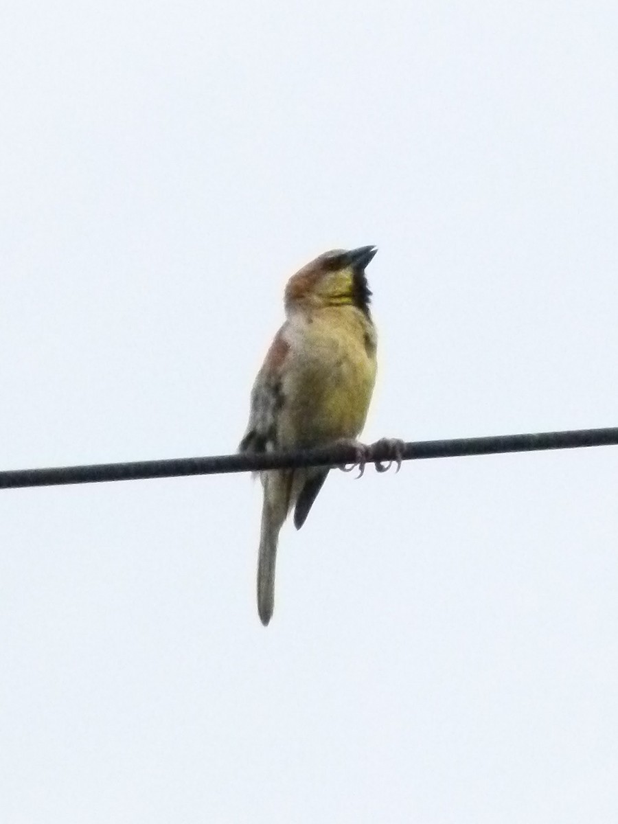 Plain-backed Sparrow - ML429900151