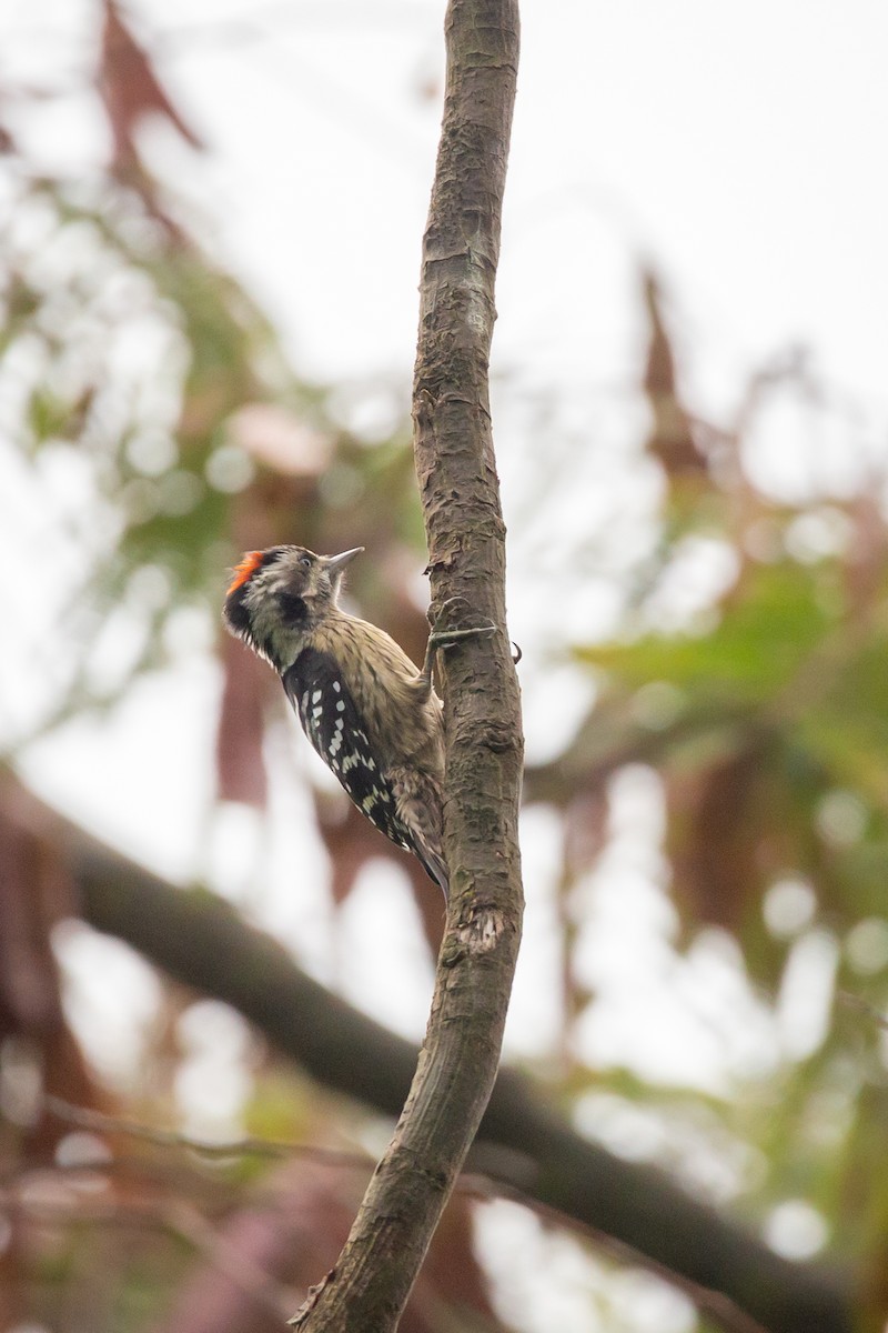Gray-capped Pygmy Woodpecker - ML429900571
