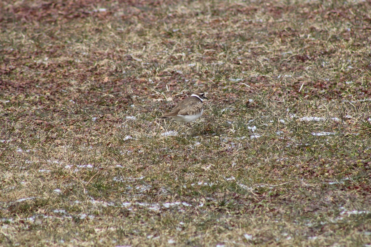 Killdeer - Danny Castriotta