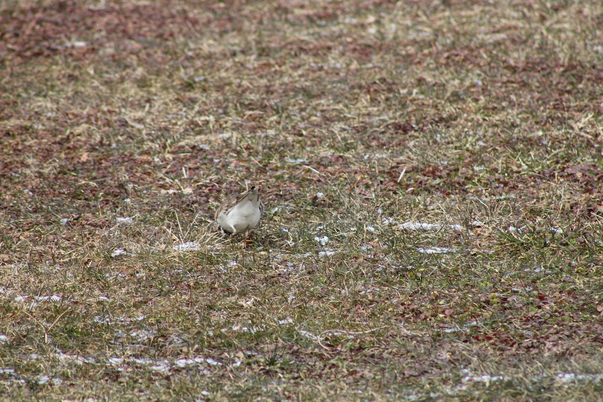 Killdeer - Danny Castriotta