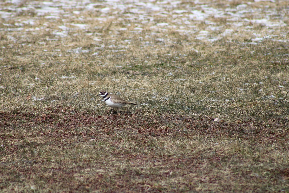 Killdeer - Danny Castriotta