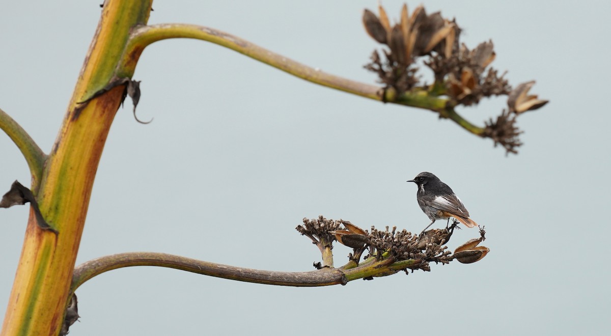 Black Redstart - ML429902681