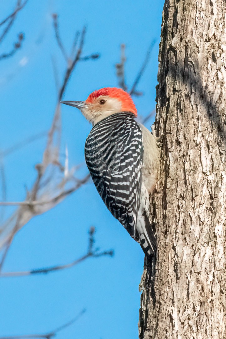 Red-bellied Woodpecker - ML429903121