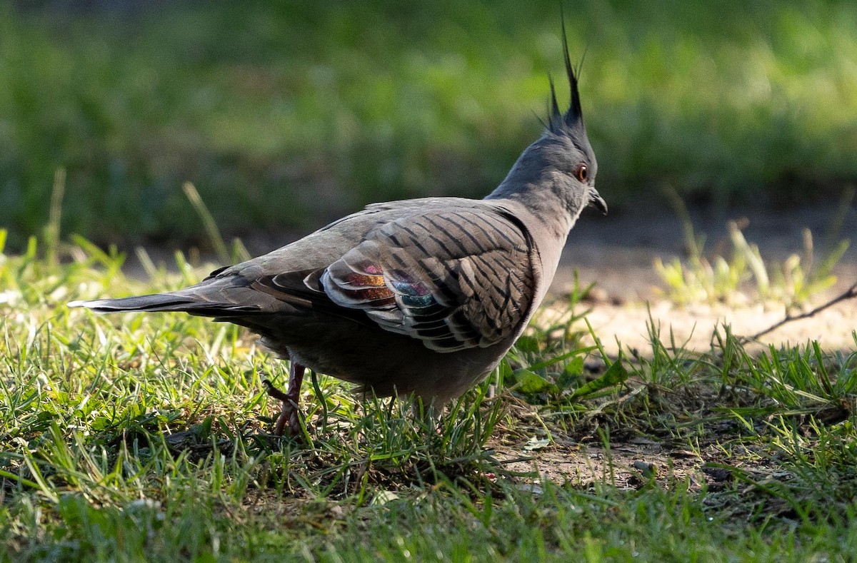 Crested Pigeon - ML429905871