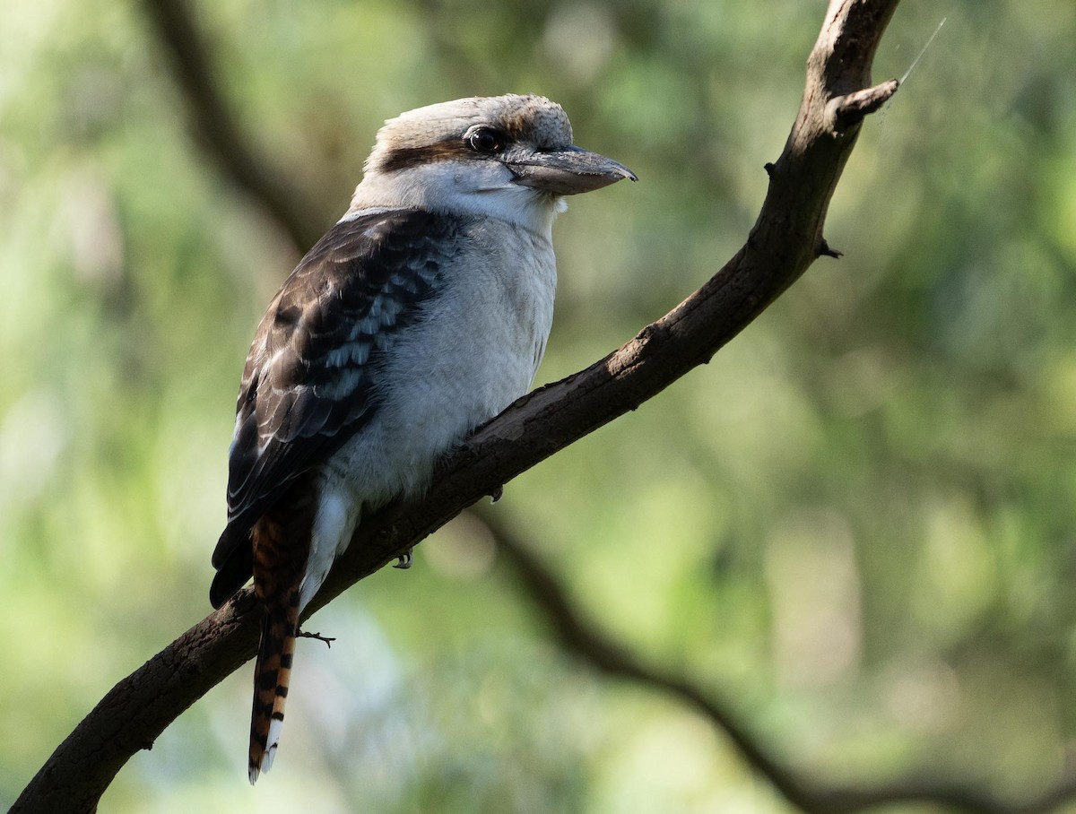 Laughing Kookaburra - ML429906041