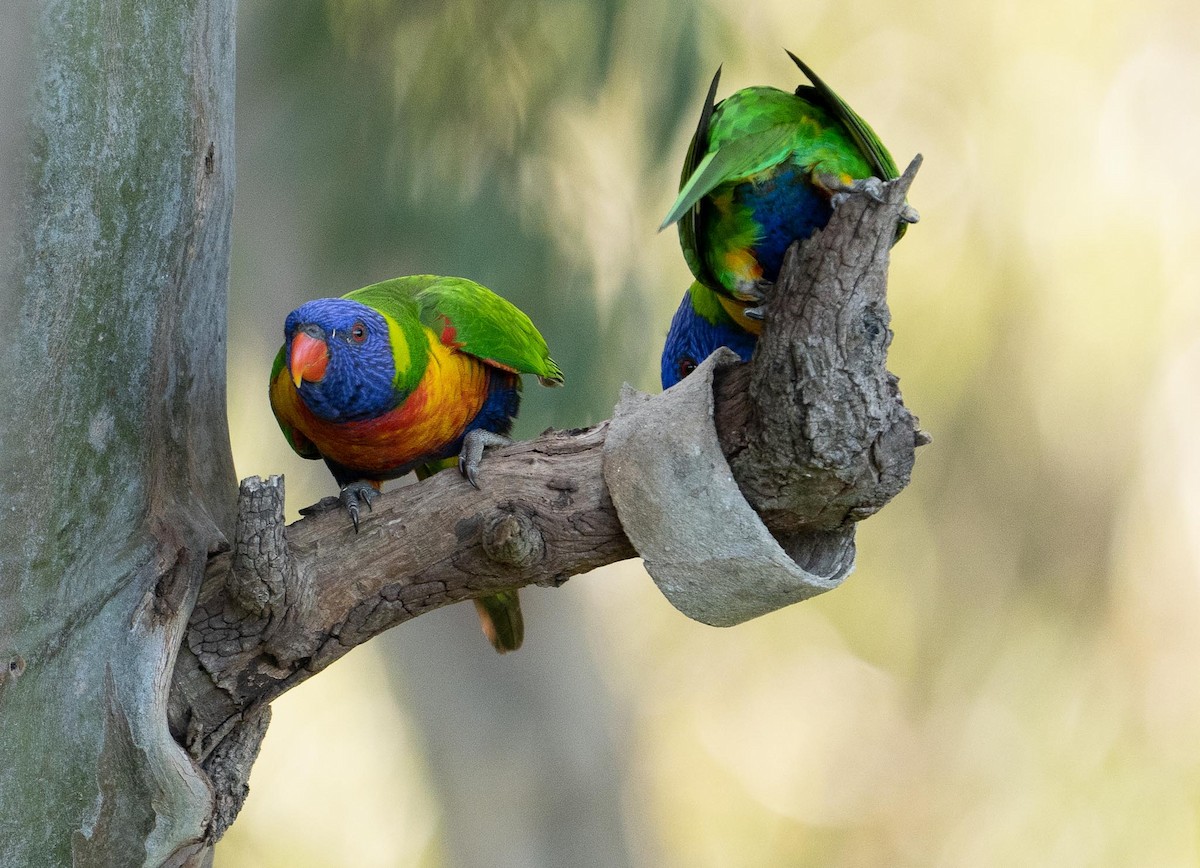 Rainbow Lorikeet - ML429906081