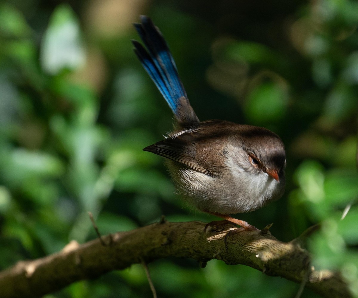 Superb Fairywren - ML429906101