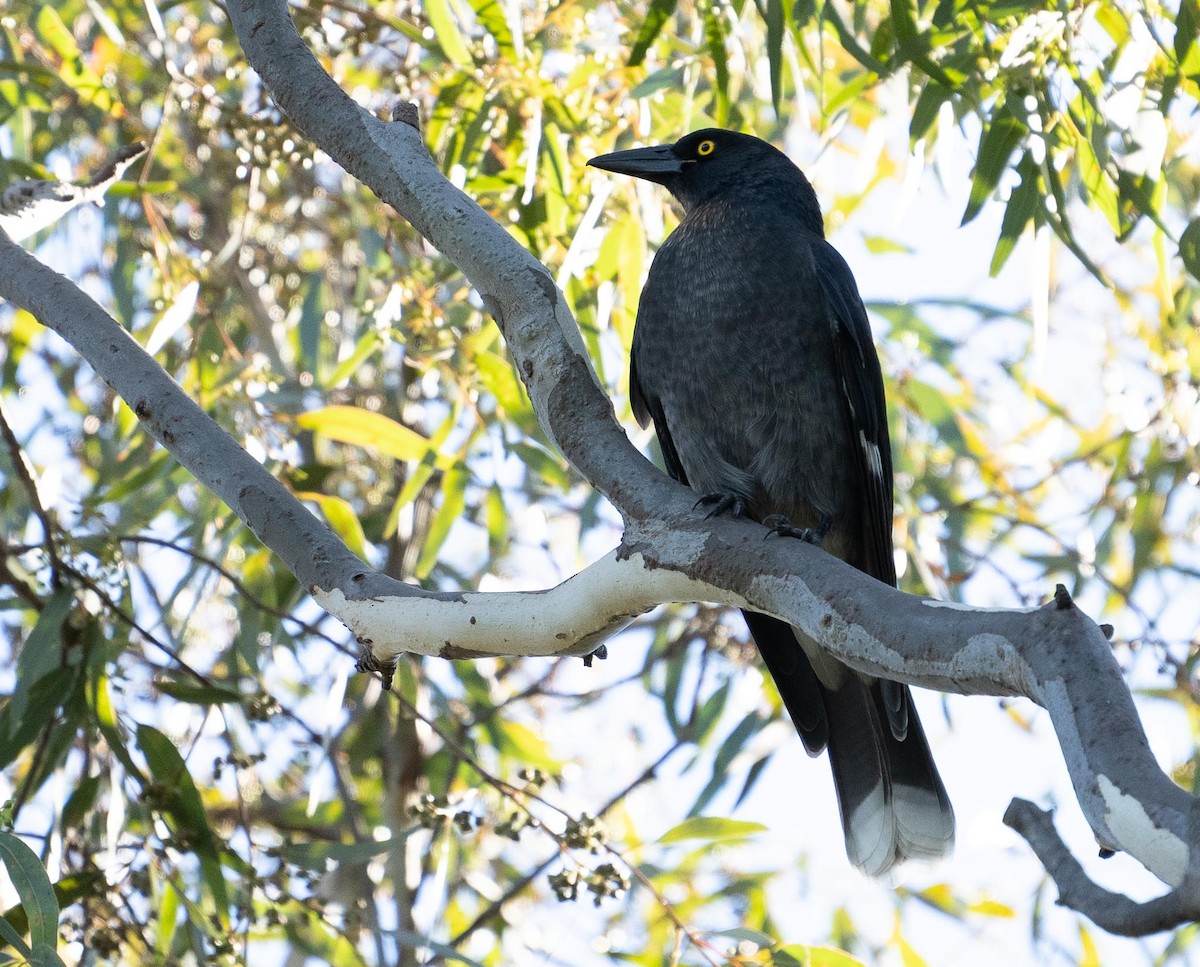 Pied Currawong - ML429906141