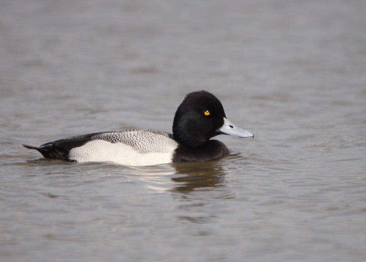 Lesser Scaup - ML42990651