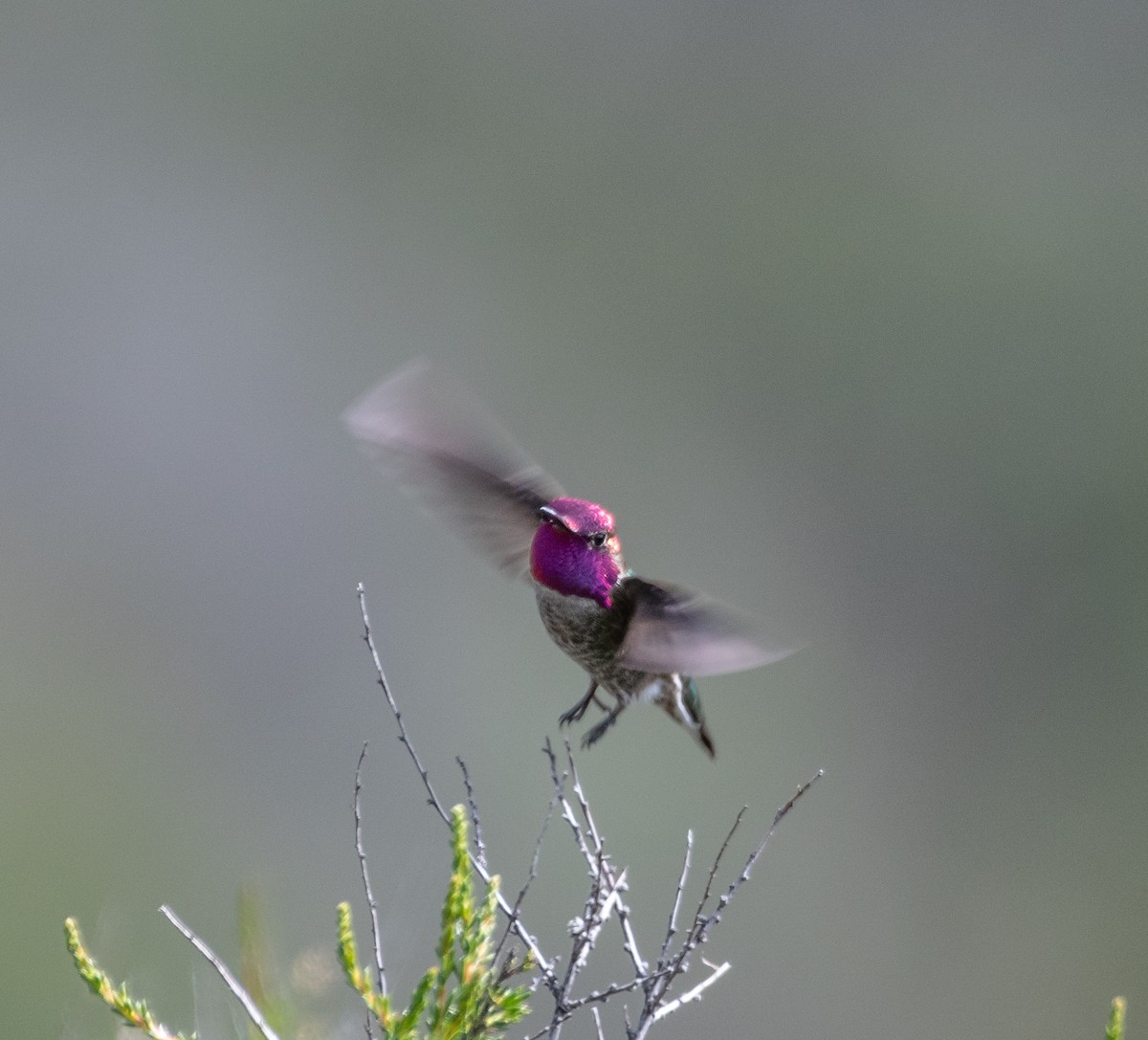 Anna's Hummingbird - Philip Georgakakos