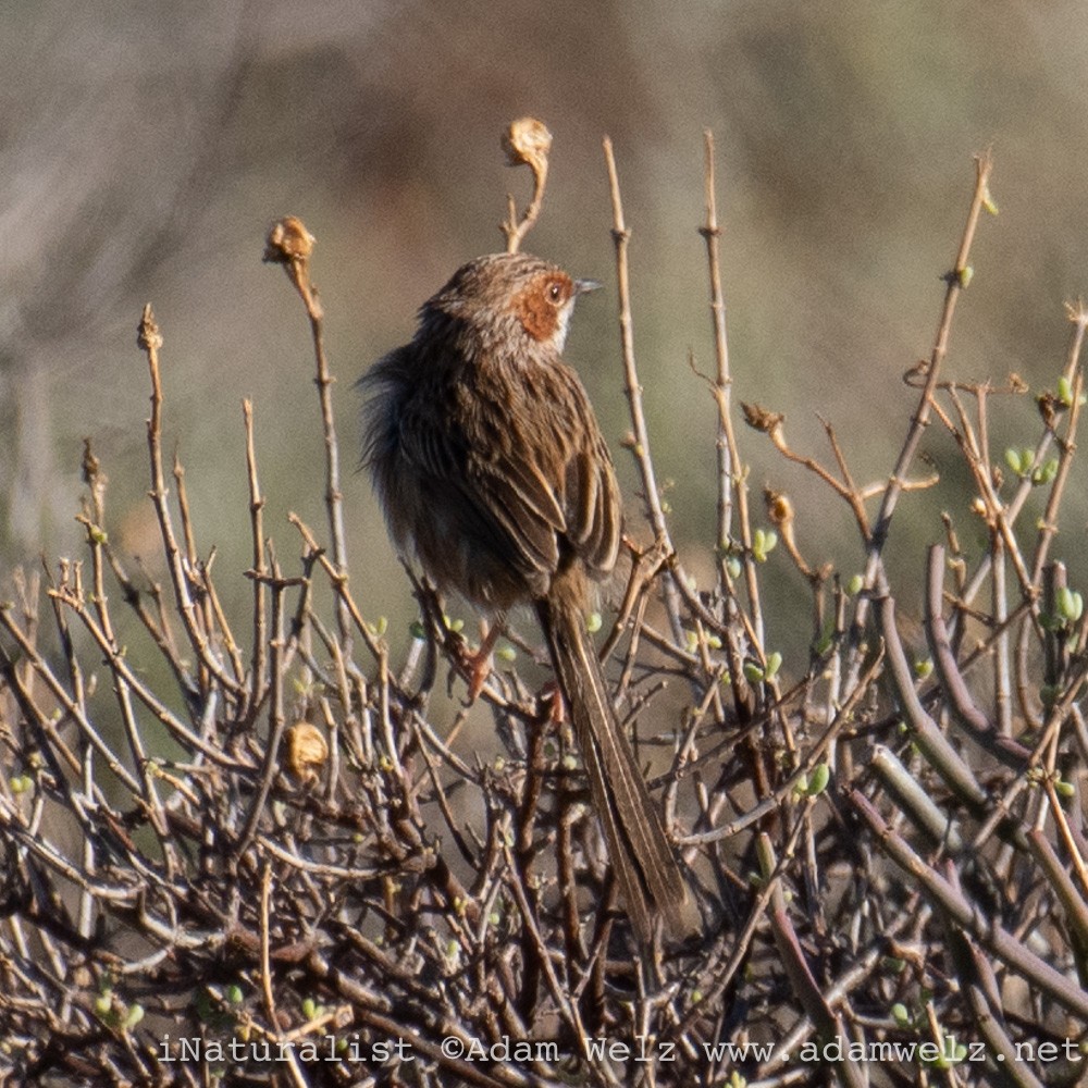 Prinia Carirrufa - ML429908211