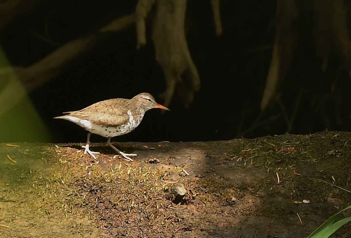Spotted Sandpiper - ML429908301