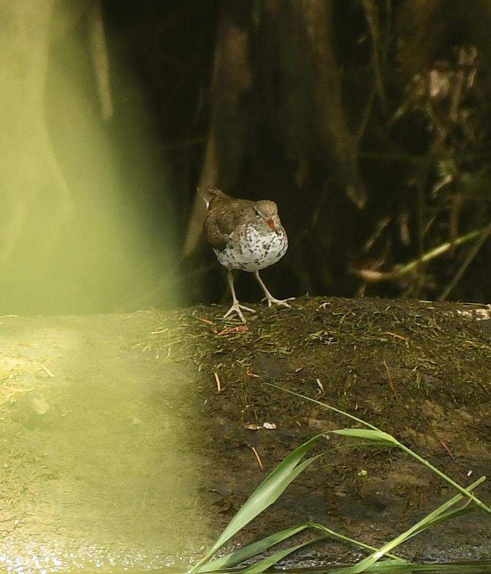 Spotted Sandpiper - ML429908331