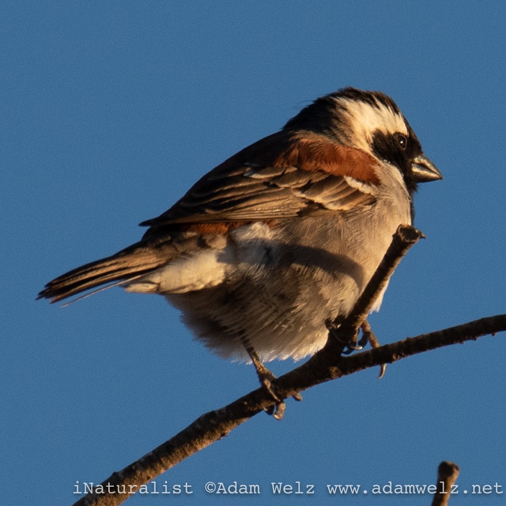 Cape Sparrow - ML429908471