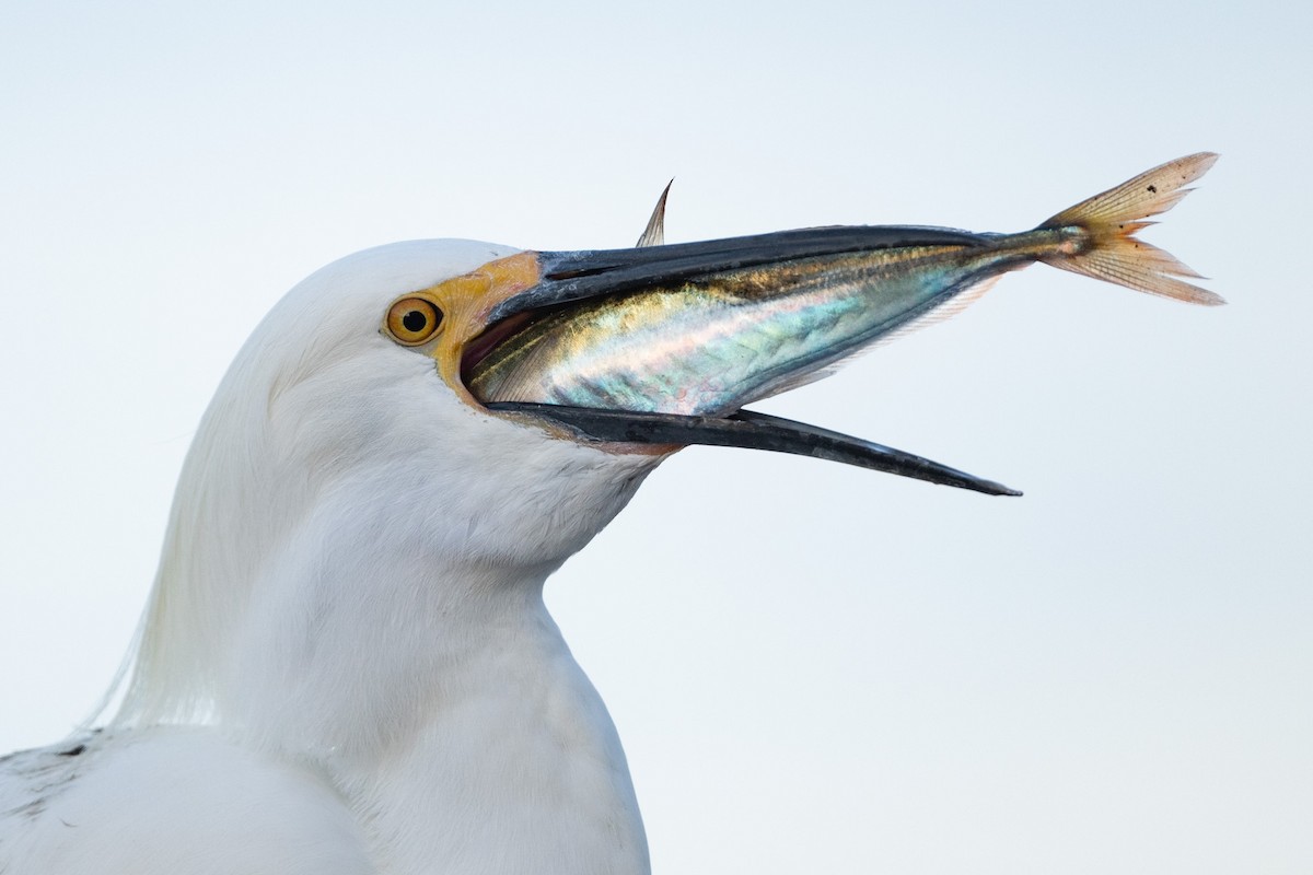 Snowy Egret - ML429908511