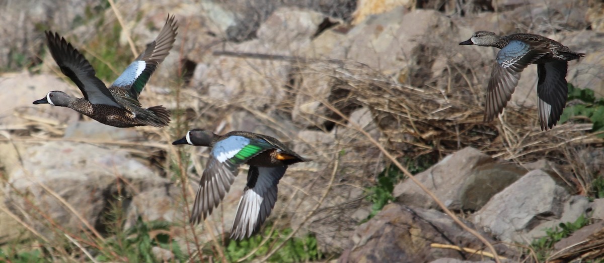 Blue-winged Teal - ML429909041