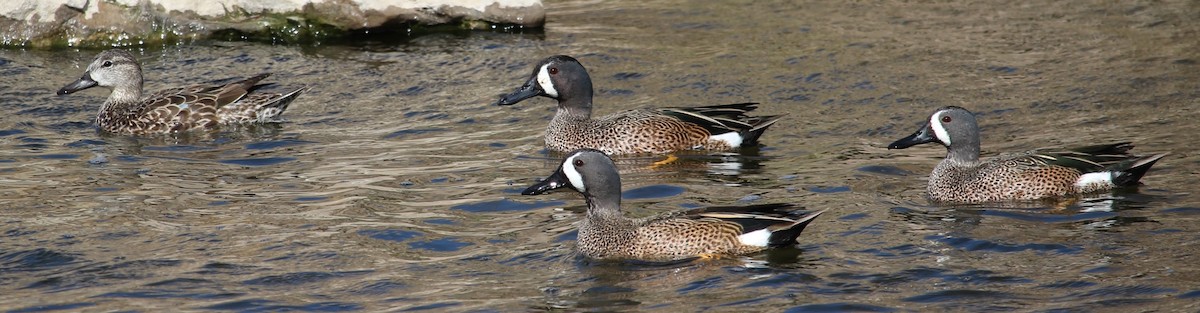 Blue-winged Teal - ML429909271