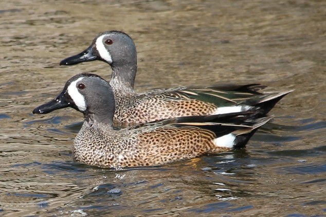 Blue-winged Teal - ML429909351