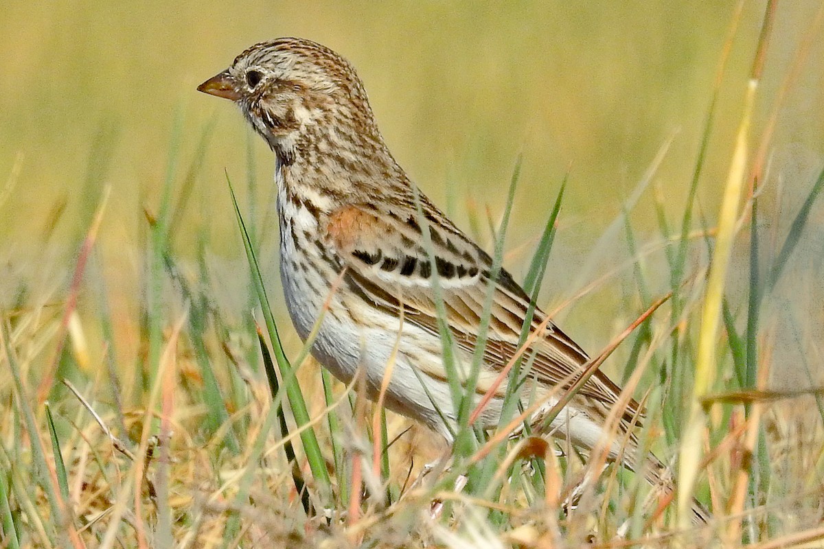 Vesper Sparrow - Dale Bargmann