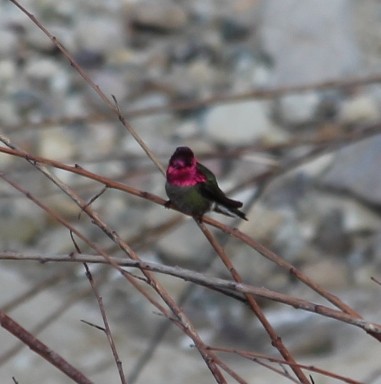 Anna's Hummingbird - ML429909571