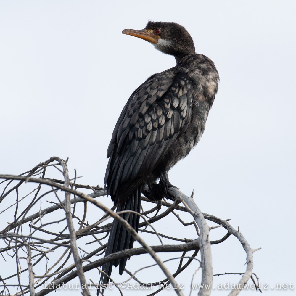 Long-tailed Cormorant - ML429909621