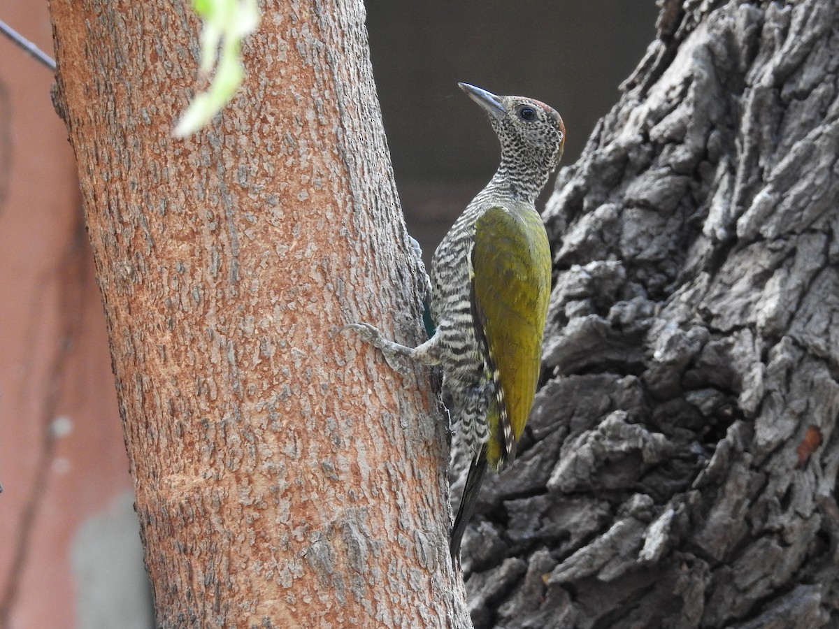 Green-backed Woodpecker (Little Green) - Matthieu Gauvain