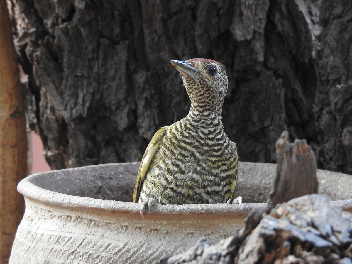 Green-backed Woodpecker (Little Green) - Matthieu Gauvain