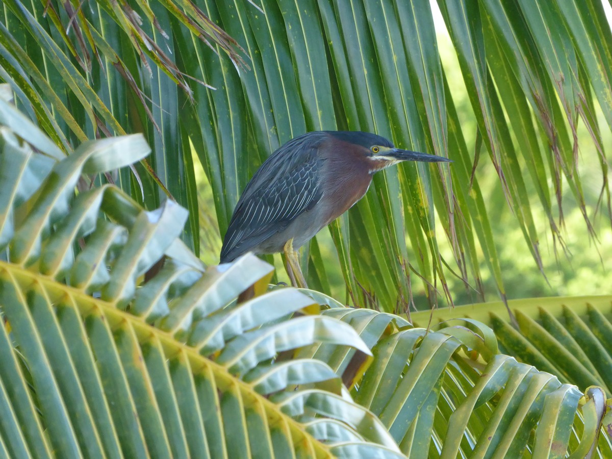 Green Heron - ML429911281