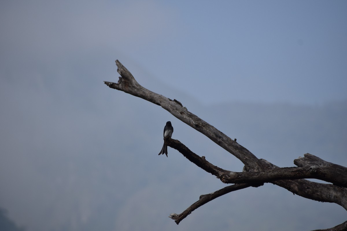 White-bellied Drongo - ML429911521