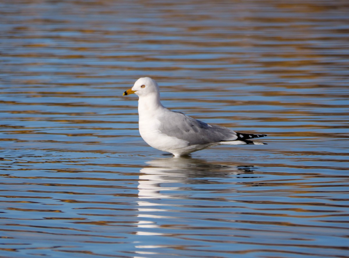 Ring-billed Gull - ML429911611