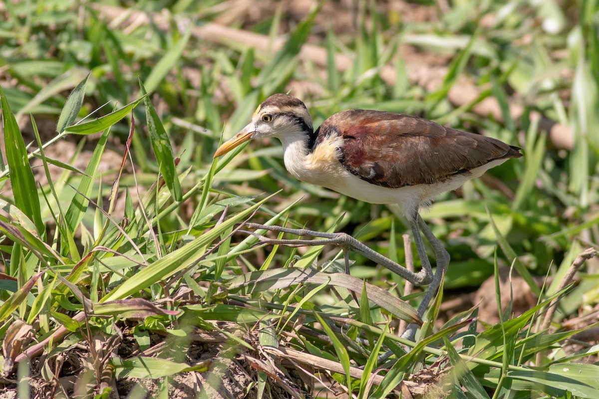 Northern Jacana - Nick Tepper