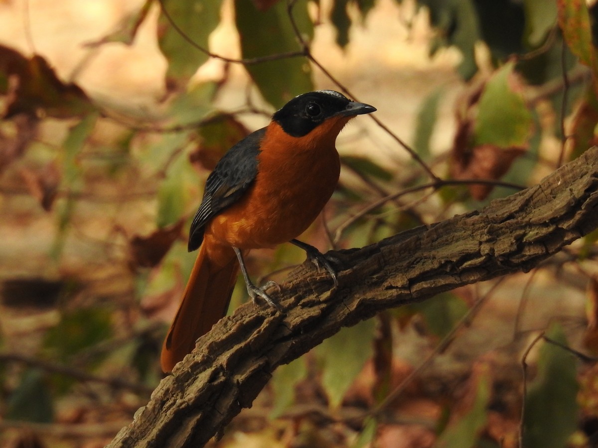 Snowy-crowned Robin-Chat - Matthieu Gauvain