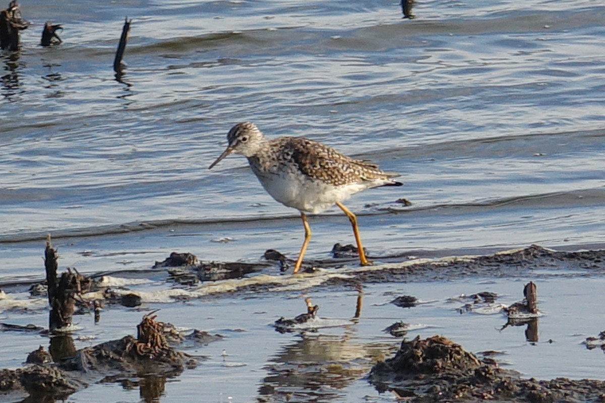 Lesser Yellowlegs - ML429913591