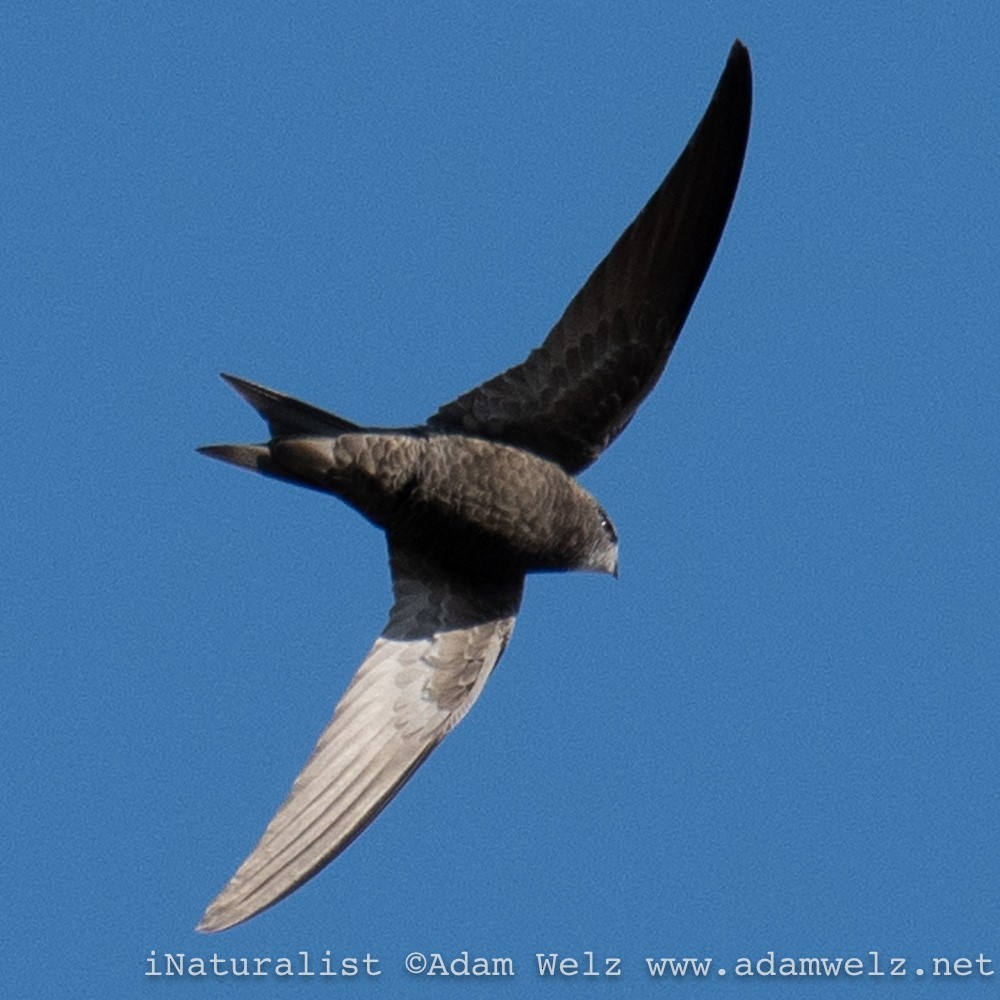 Bradfield's Swift - Adam Welz