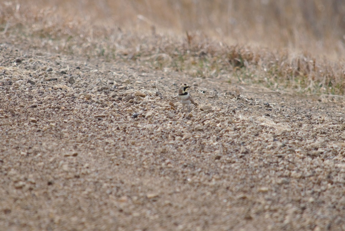 Horned Lark - ML429914501