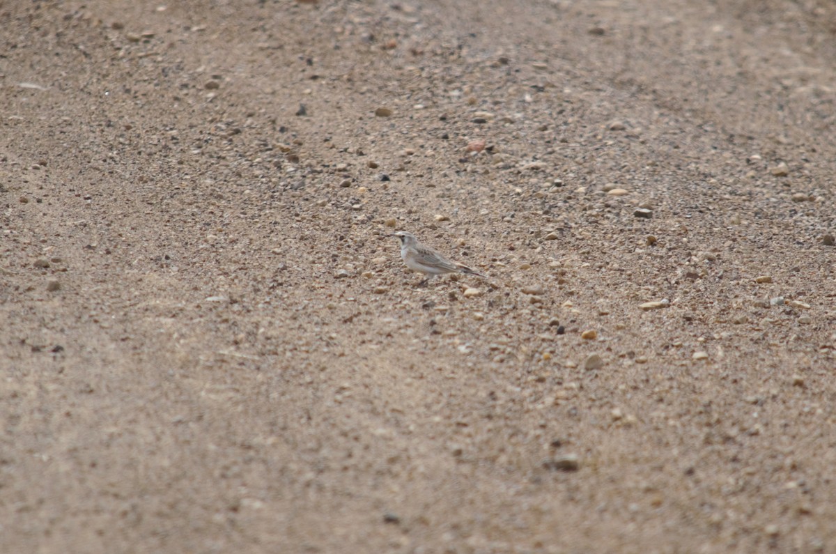 Horned Lark - Scott Stolz